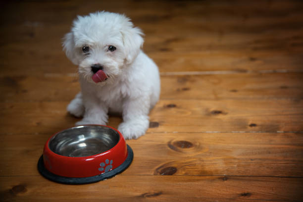 istock Maltese Puppy Drinking Water 1336922642