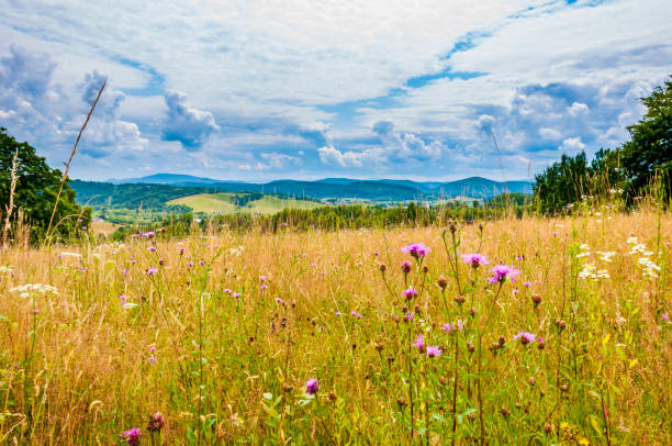 Meadow in the Bieszczady mountains