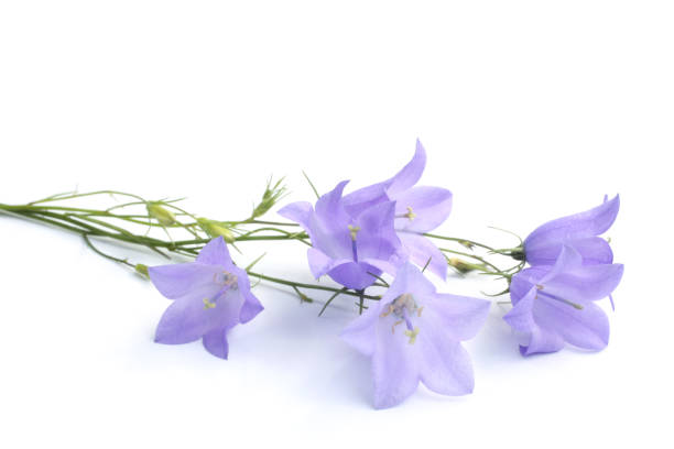 Bluebell flowers Bluebell flowers on white background campanula stock pictures, royalty-free photos & images