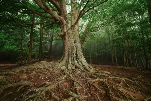 istock Beech forest in the morning 1336927692