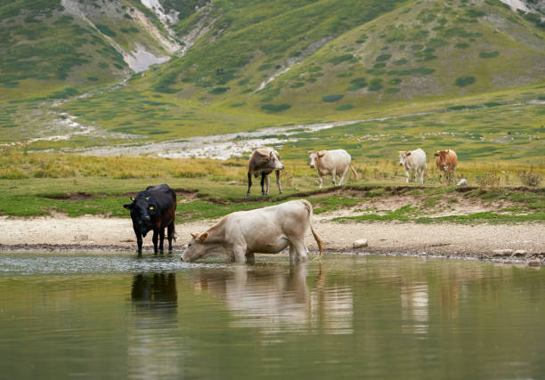 istock Cows in a pond drinking,  Campo Imperatore, Abruzzi Italy 1336927927