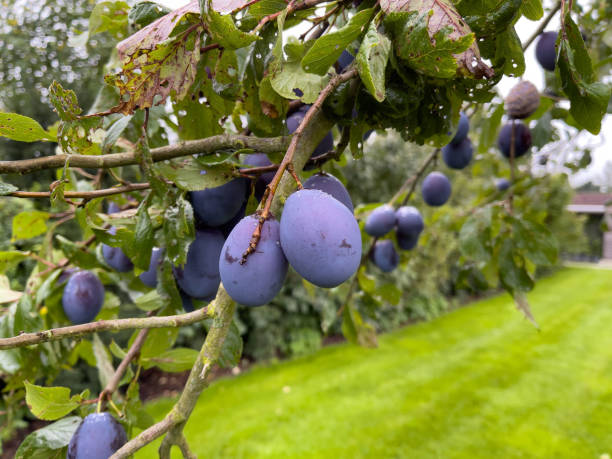 istock some blue ripe plums hanging on plum tree 1336929294