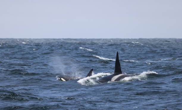 istock Orcas Swimming in rough sea 1336929296