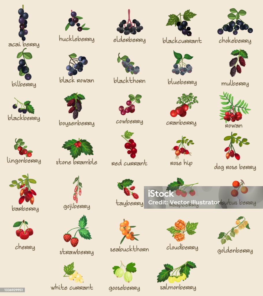 Berry Shapes 33 Different Botanical Edible Berries Berry Fruits Fully Layered And ...