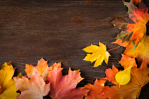 autumn leaf frame for words and inscriptions, copy space (top view)