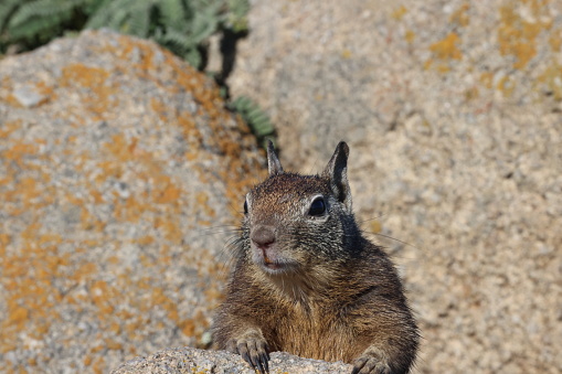 Ground squirrel eating wildflowers. Close-up.