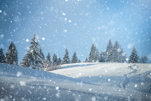 Christmas Snowy Landscape with Snow Drifts and Fir Trees Forest