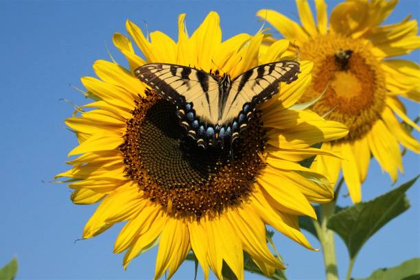istock Female Eastern Tiger Swallowtail butterfly on a sunflower 1336931404