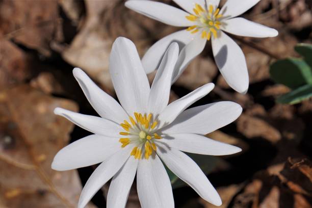 Close-up of the white flower of Bloodroot Sanguinaria canadensis stock photo