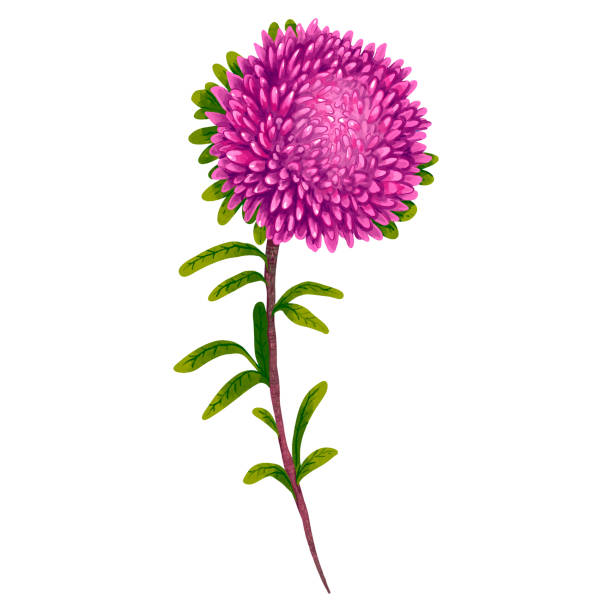 illustrazioni stock, clip art, cartoni animati e icone di tendenza di illustrazione aster viola fiore bordeaux bello in un bouquet - crisantemo