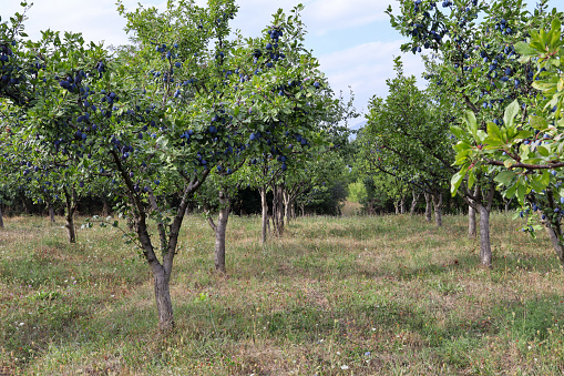 An alley of plums tree filled with ripe blue plums in the orchard on a sunny summer day. Natural background with copy space