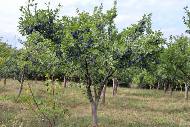 istock Plum tree full with fruit in orchard on sunny summer day 1336931556