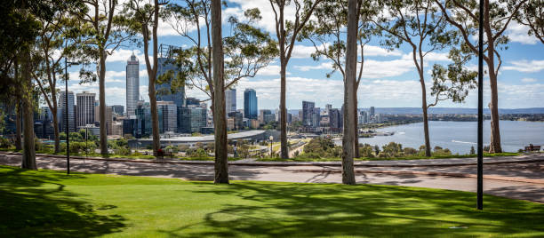 vista panoramica degli alberi di gomma profumati al limone e del perth central business district da kings park, perth, australia - kings park foto e immagini stock