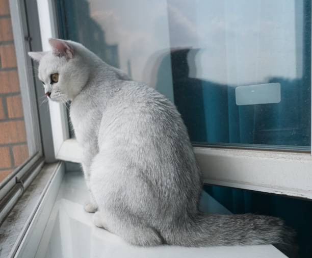 istock the cat sits on the windowsill and looks out the window 1336931854