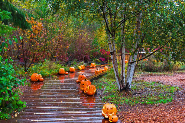 Three cute Halloween pumpkins in autumn park stock photo