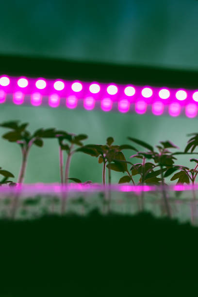istock Indoor farming illumination system, uv lamps 1336932891