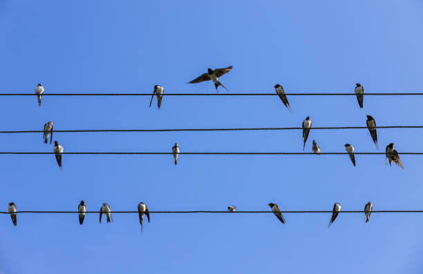 Swallows are on wires, silhouette photo over blue sky background