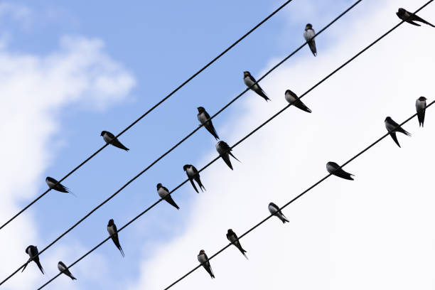 Barn swallow are on electric wires, silhouette photo over cloudy sky background