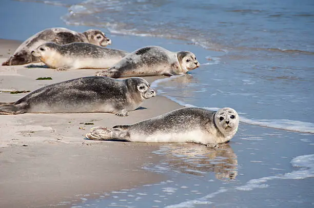 seals @ the Wadden Sea