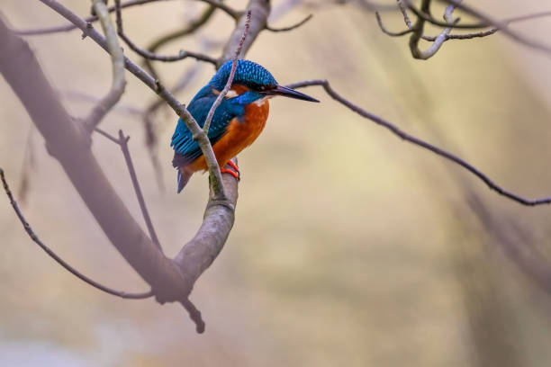 istock Close up of Kingfisher perched on branch 1336933557