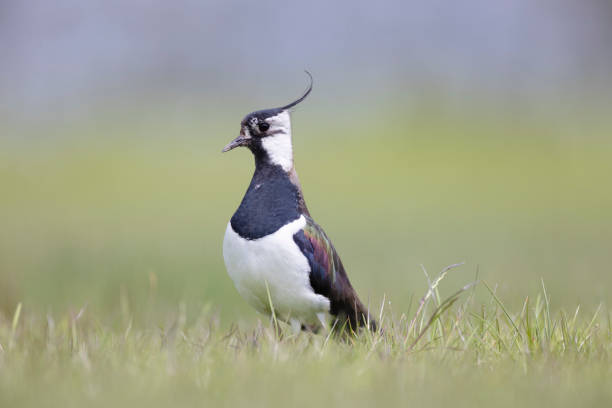 una lapwing del norte - lapwing fotografías e imágenes de stock