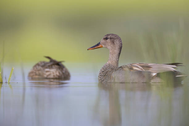 Gadwall duck with green background