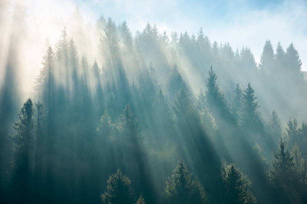 istock sunlight through fog and forest 1336934824