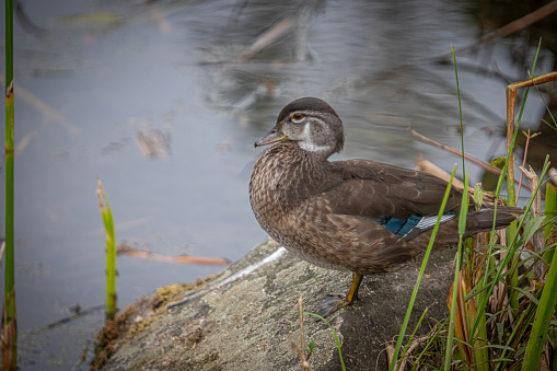 A juvenile Wood duck washes on the edge of a pond in the Canadian boreal forest.