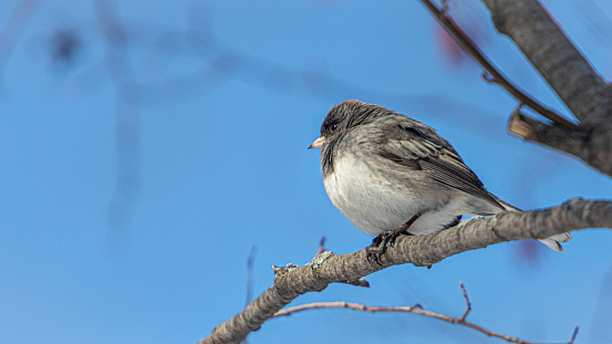 A slate Junco perched on a branch in the spring in a forest.