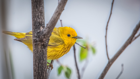 A yellow warbler perched on a branch in the spring in a forest.