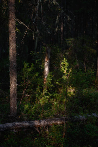 istock A juniper bush in the light of the setting sun 1336937577