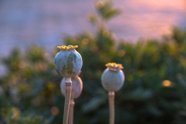 cabezas de semillas de adormidera al atardecer - poppy capsule fotografías e imágenes de stock