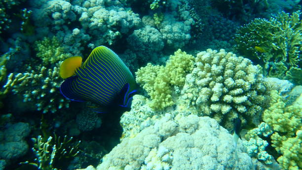 istock Emperor angelfish (Pomacanthus imperator) undersea, Red Sea, Egypt 1336938267