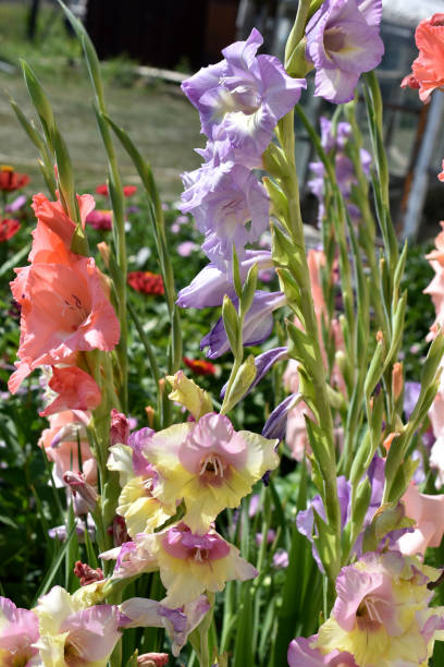 istock Yellow and red flowers gladioli close up 1336939903