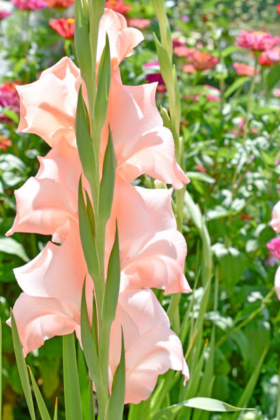 Yellow and red flowers gladioli close up