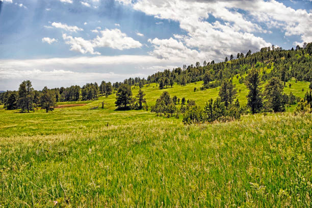 Custer State Park Hillside Views stock photo