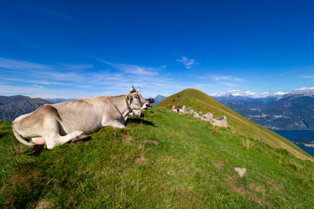 istock Cow grazing in the Italian alps 1336944270