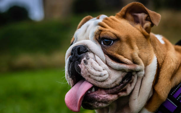 standard english bulldog puppy - english bulldog imagens e fotografias de stock