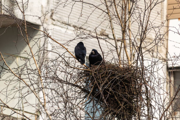 Crows in a nest made of dry branches in the city against the background of a multi-storey building Two crows in a nest made of dry branches in the city against the background of a multi-storey building raven corvus corax bird squawking stock pictures, royalty-free photos & images