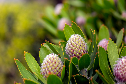 Closeup  Protea flower buds, beautiful nature background with copy space, full frame horizontal composition