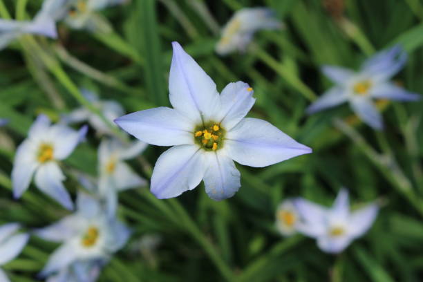 istock Blue 