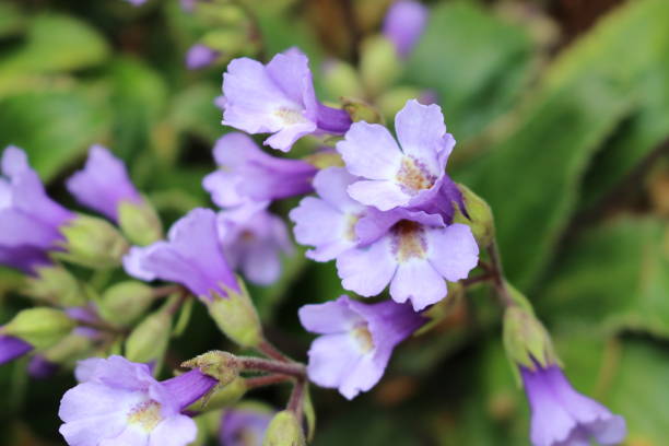 fioletowe kwiaty "rhodope haberlea" - haberlea rhodopensis - gloxinia zdjęcia i obrazy z banku zdjęć