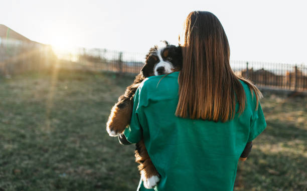 Dog shelter Young female veterinarian checking or examining purebred Bernese Mountain dog puppies. pet adoption photos stock pictures, royalty-free photos & images