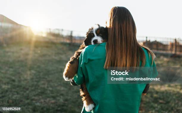 Dog Shelter Stock Photo - Download Image Now - Animal Shelter, Dog, Sheltering