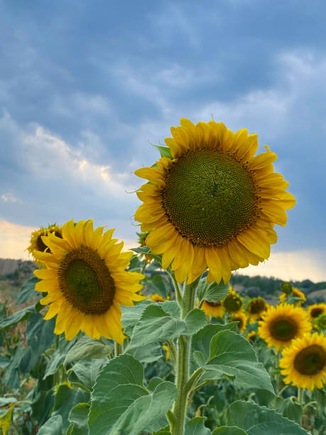 istock Sunflowers in a field under the cloudy sky 1336953320
