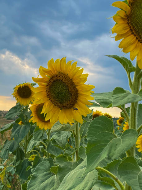 istock Sunflowers in a field under the cloudy sky 1336953321