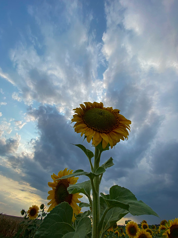 Sunflowers in a field under the cloudy sky