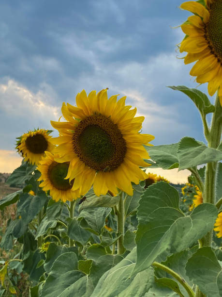 istock Sunflowers in a field under the cloudy sky 1336954112