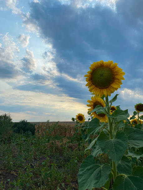 istock Sunflowers in a field under the cloudy sky 1336954118