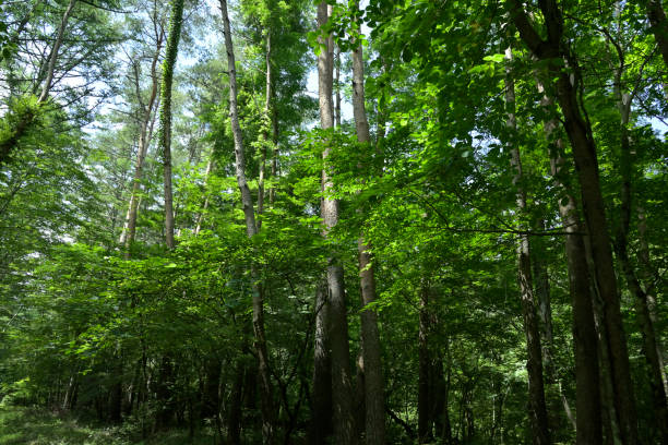 istock Mt.Fuji (Forest belt) 2021-July (Yamanashi, Japan) 1336956063